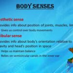 Vestibular and Kinesthetic Senses: Examples, Differences, and Applications What are Vestibular and Kinesthetic Senses? Differences between Vestibular and Kinesthetic Senses Applications of Vestibular and Kinesthetic Senses Benefits of Vestibular and Kinesthetic Senses Common Mistakes to Avoid Conclusion