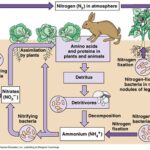 Bacteria Play a Pivotal Role in the Nitrogen Cycle: Unraveling the Symbiotic Relationship