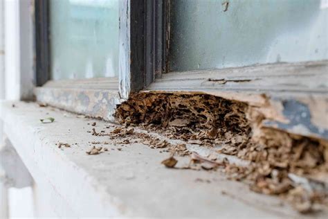 How Much Does It Cost to Get a  Termite Removal?