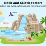 Abiotic Factor Stuck After Burning Web: Unraveling the Environmental Impact Step-by-Step Approach to Mitigating Stuck Abiotic Factors Why Mitigation Matters Benefits of Mitigation Pros and Cons of Mitigation Strategies Tables