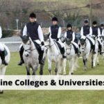 Top Equestrian Colleges: Where Aspiring Equestrians Thrive