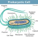 Which of the following consists of prokaryotic cells?