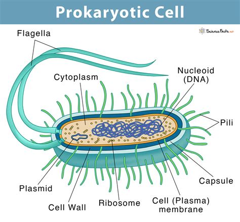 Which of the following consists of prokaryotic cells?