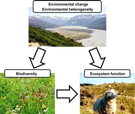 Independent Variables in Ecosystems: Unraveling the Symphony of Nature Exploring the Interplay: Independent Variables and Ecosystem Components Unveiling the Effects: Tabular Insights Transforming Pain Points into Motivations Strategies for Addressing Independent Variables Examples of Effective Applications Benefits of Understanding Independent Variables Embracing Synergies: Independent Variables and Ecosystem Services Conclusion