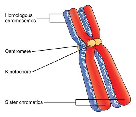 Homologous Chromosomes Line Up in the Center of the Cell: A Comprehensive Guide