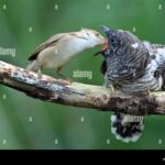 13 Cuckoo/Warbler Relationship Info Common Mistakes to Avoid When Studying the Cuckoo/Warbler Relationship FAQs About the Cuckoo/Warbler Relationship Conclusion Tables