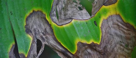 Select All of the Following Which Describes Leaf Burn