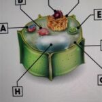 Which Organelle Carries Out Photosynthesis?